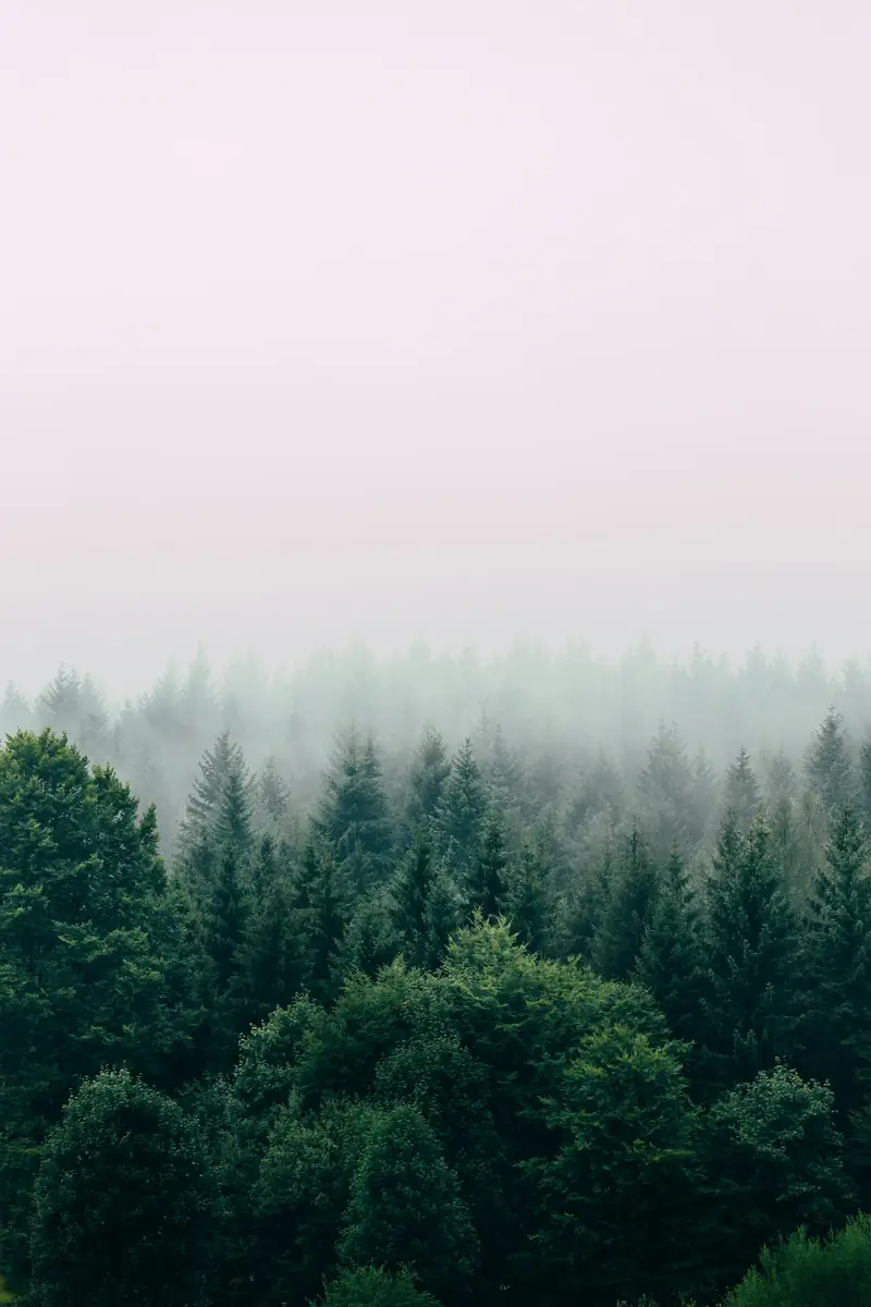 Fog drifting through tall evergreen trees on the coast