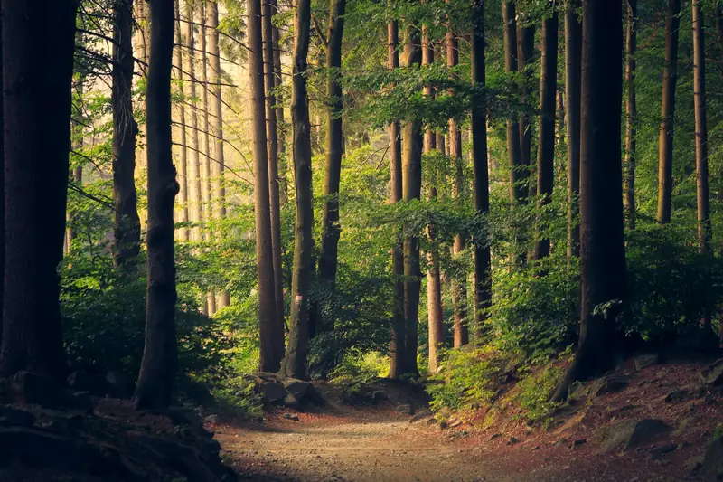 Sunlit forest trail