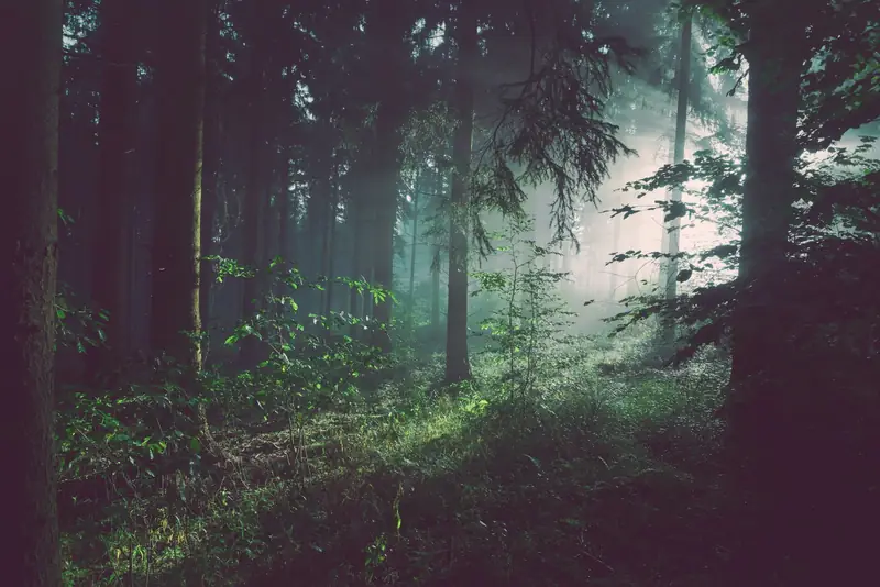 Mist drifting through a West Coast forest
